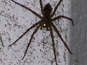 Wildlife: Fishing Spider